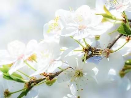 知清明，继传统——记渌田小学4月亲子活动