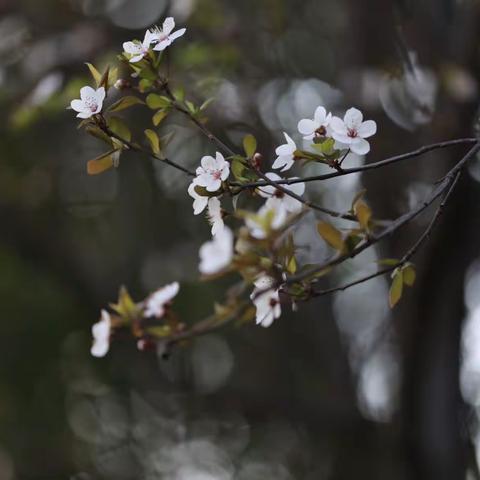 报 春 的 小 花