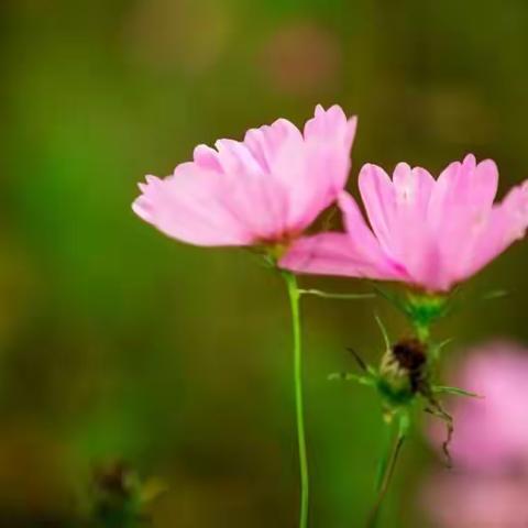 格桑花 (永安乡)