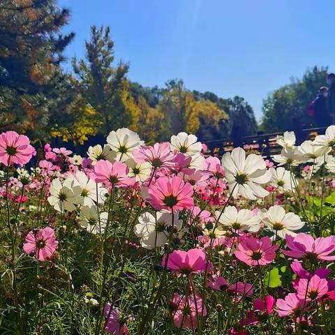 奥森花田野趣