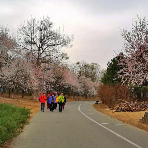 奥森赏桃花