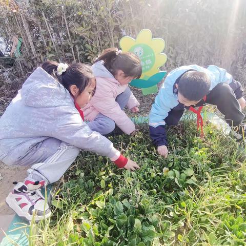 小小菜园 种植快乐 种植成长