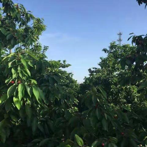 铜川陈坪最美🍒火热销售中，支持全国邮寄，韵达，顺风，邮政，中通均可，预定电话13992919667