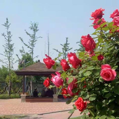 Amway张娟的美篇