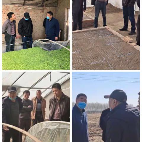 肇州分公司假植工作全面结束