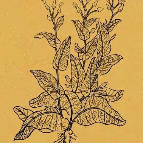 《烟草专卖法》的发展史