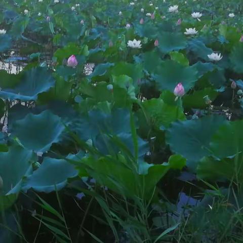 《沙与沫 幽默感就是分寸感》纪伯伦