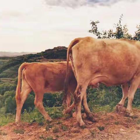 雨天午夜救牛🐮