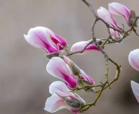 心向阳光，玉兰花开，竞芬芳！——平邑第四实验小学五年级小学语文组线上教研小记