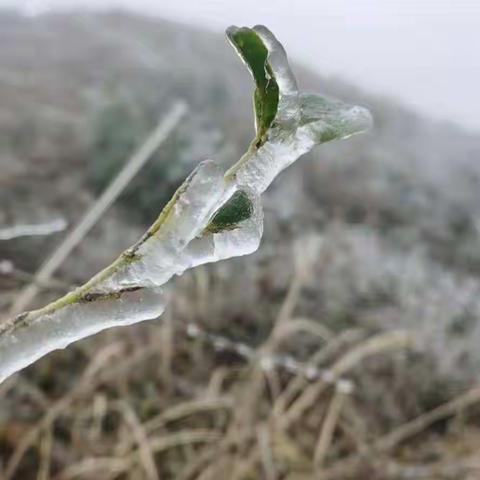 美丽的雪景