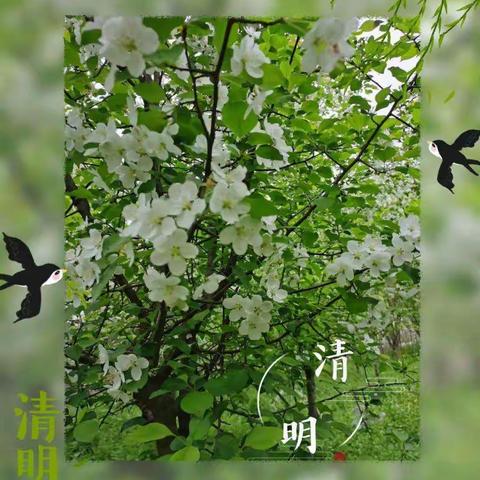 清明节主题活动   首都师范大学大路实验幼儿园小一班