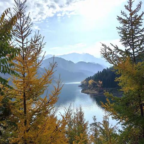 魅力新疆 寒意起，秋已深。逐秋的脚步来到了阿勒泰地区，刚到就被绚烂的秋叶给迷了眼、醉了心。