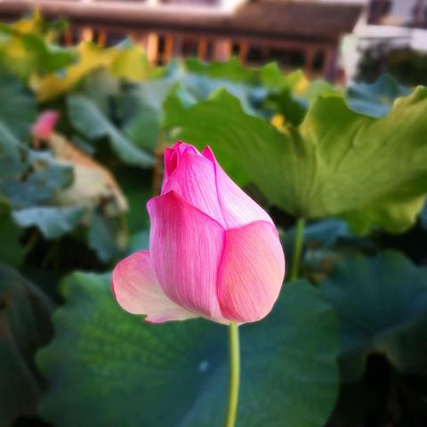 静待花开，我们在路上――新城中心学校一年级语文教研组