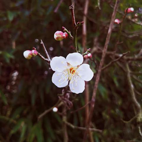 静待陌上花开缓缓归，春暖人间细嗅蔷薇――新城中心学校一年级（6）班