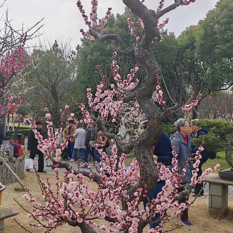 梅园赏花记