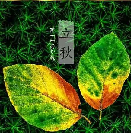 🌹千万身家保障意向书💝