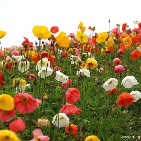 春天的花韵