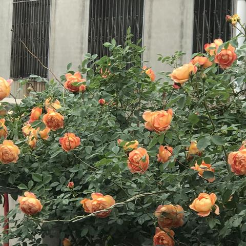 我家的蔷薇花—夏洛特夫人和小女孩在一起