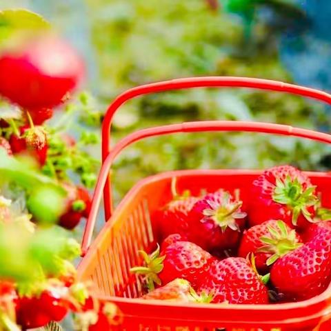 遇见“莓”好，向“莓”好出发，“童”赴采摘时光🍓——通益优佳局机关幼儿园