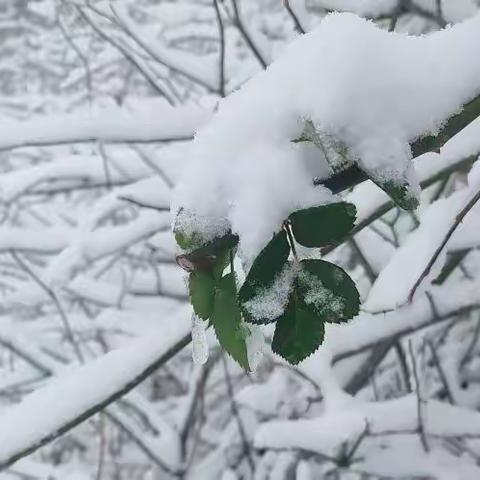 雪