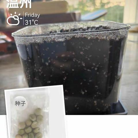 小番茄网络观察日记﻿