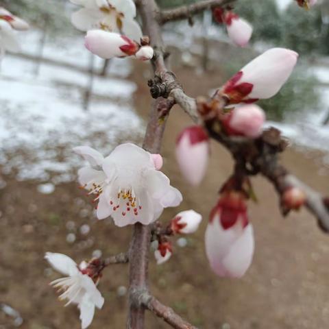 仲春北京，雪花交融