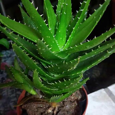 记录植物的生长