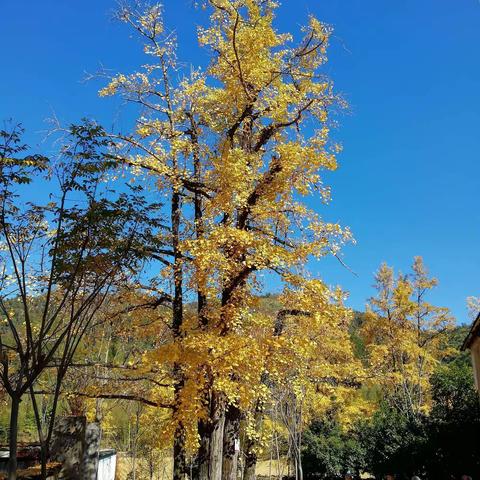 富阳杨家村古银杏公园采风记