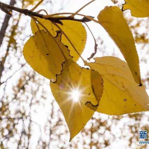 “芳林新叶催陈叶，流水前波让后波”——江维学校理化生教研组青年教师汇报课活动小结