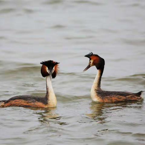 玉龍湖迎來凤头鸊鷉