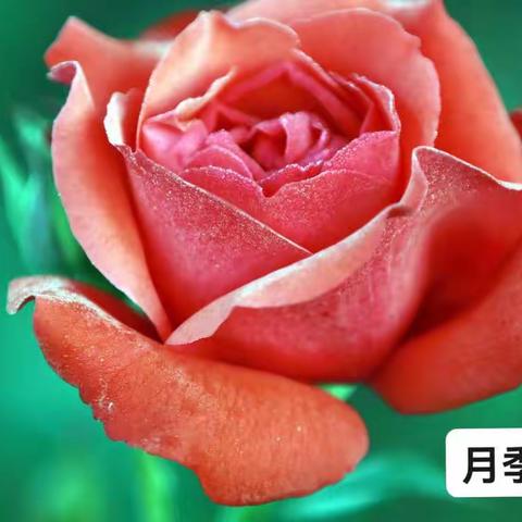 月季花开暗香来