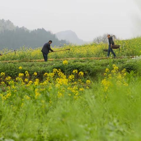 通辽市老体协诗词工委 秋之韵 微刊第六十二期 《话桑麻庆五一》