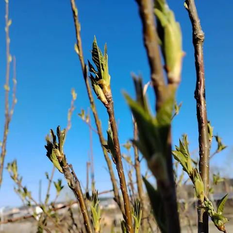 北疆塔河夏之美景