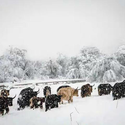 一夜之间，甘南的雪……