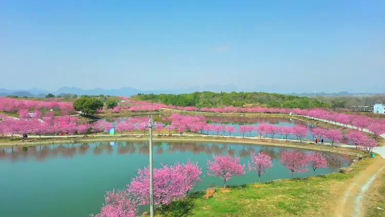 空中看金华系列之:兰溪诸葛草堂樱花园