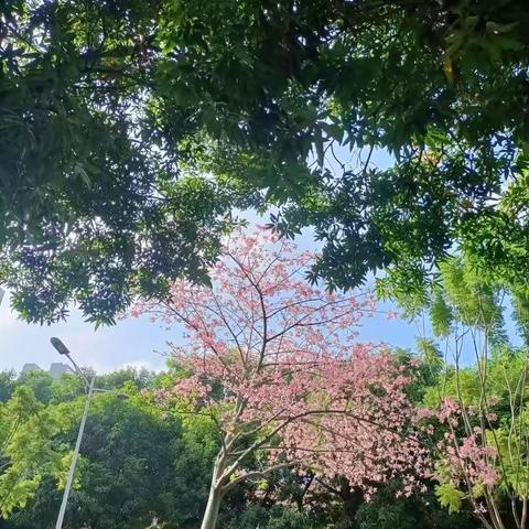 美丽异木棉 盛放在冬季