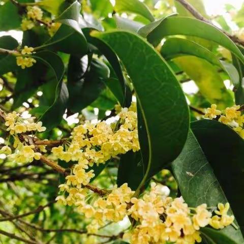 点燃智慧火花   打造精品课堂---濮阳县第四初级中学小学语文组教研活动纪实