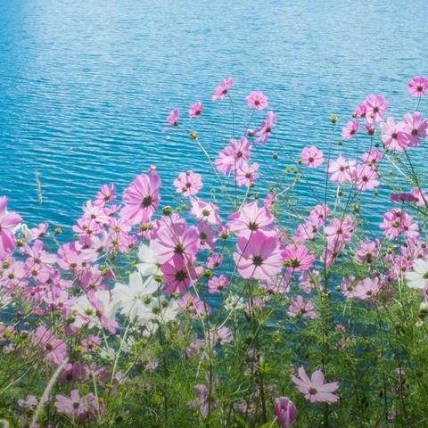 空中课堂架桥梁 网络教研吐芬芳———濮阳县第四初级中学小学语文组教研活动纪实