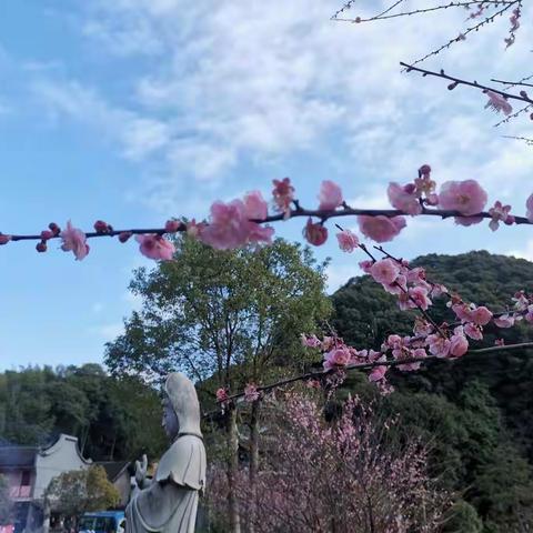 林阳寺赏梅，九峰村吸氧