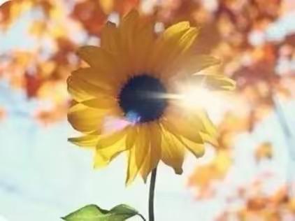 阳光，是一种语言