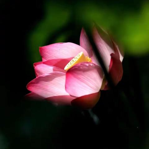 我感受中的生命如此短暂