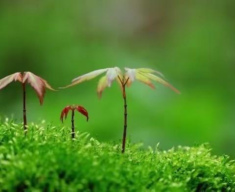 《平凡的魅力》