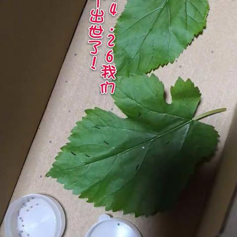 耿🍎的美篇