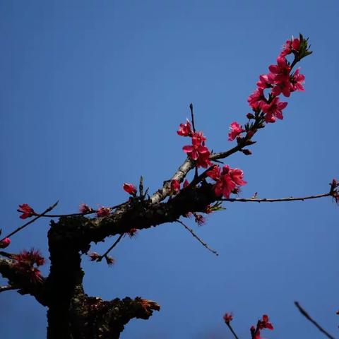 殷红片片三千树，十里桃花艳若梅🌸~连平鹰嘴桃花