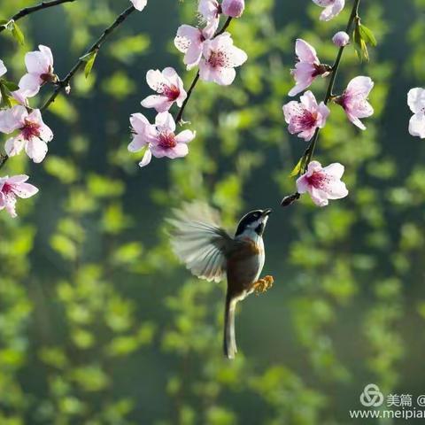 【鲁腊梅】"等到晴空万里，与你不负花期"