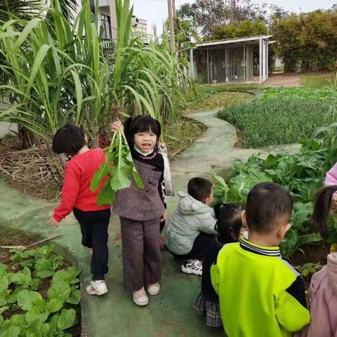 中二班种植记