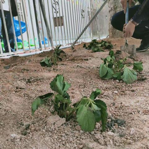 用心浇灌，呵护成长——河溪东陇小学附设幼儿班植树节活动