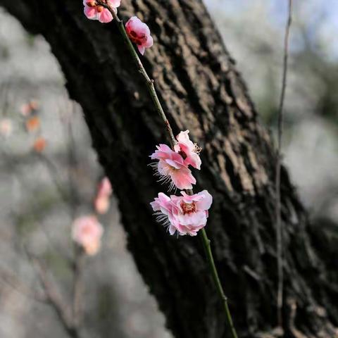 春游梅花山