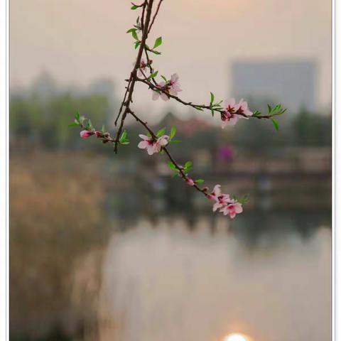 乱花渐欲迷人眼，浅草才能没马蹄