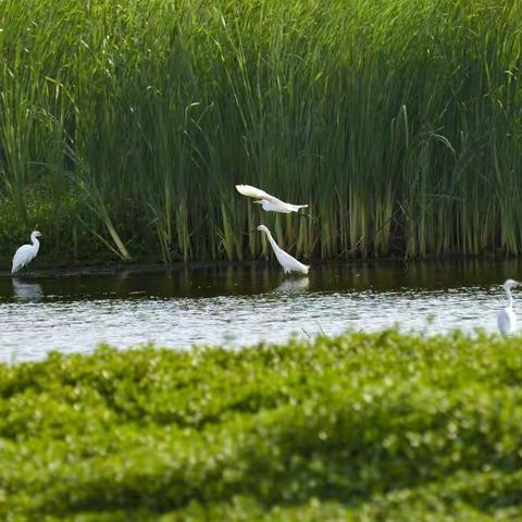 美丽池湖